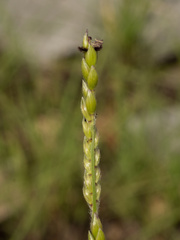 Eriochloa sericea, photograph (c) Turner Brockman, some rights reserved (CC BY-SA)
