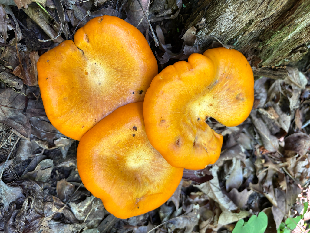 Eastern American jack-o'-lantern · July 2026 · photo: Photo: (c) Kyle Van Houtan, some rights reserved (CC BY) · iNaturalist