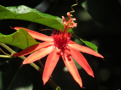Passiflora quadriglandulosa