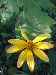 Heliopsis gracilis