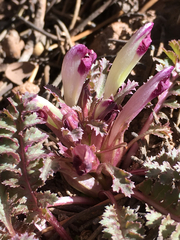 Pedicularis centranthera