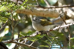 Prodotiscus zambesiae