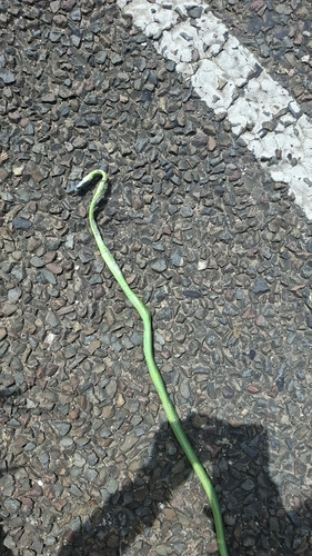 Leptophis praestans
