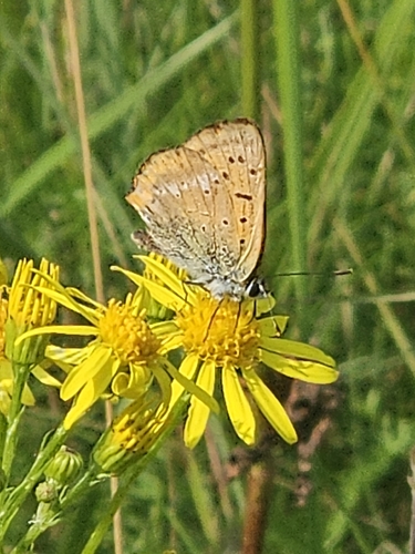 Scarce Copper