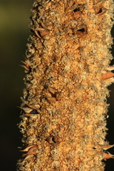 Xanthorrhoea brunonis