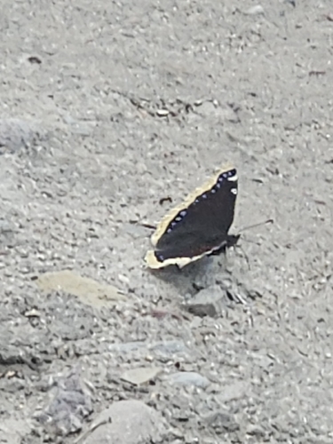 Mourning Cloak