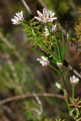 Laxmannia ramosa ramosa