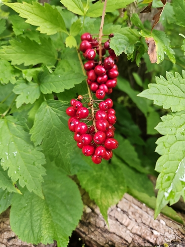 red baneberry