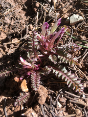 Pedicularis centranthera