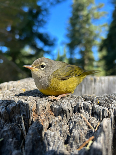 iNaturalist observation photo of MacGillivray's Warbler