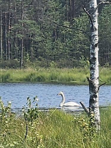 Whooper Swan
