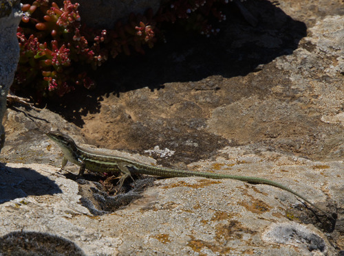Tyrrhenian Wall Lizard