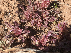 Pedicularis centranthera