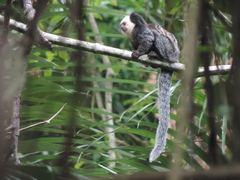 Callithrix geoffroyi