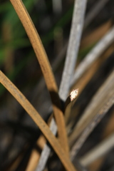 Xanthorrhoea brunonis
