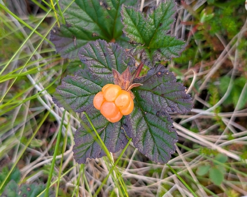 cloudberry