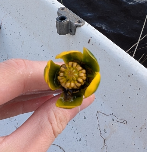 yellow water-lily