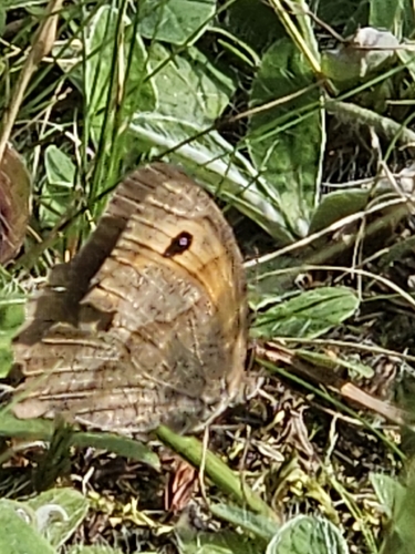 Meadow Brown