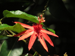 Passiflora quadriglandulosa