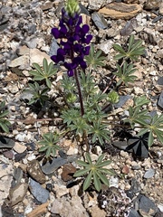 Lupinus flavoculatus