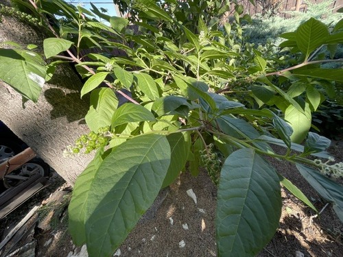 American pokeweed