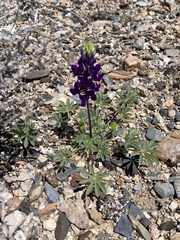 Lupinus flavoculatus