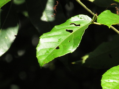 Passiflora quadriglandulosa