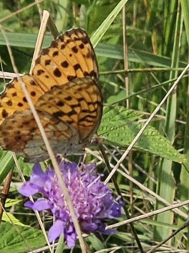 Marbled Fritillary