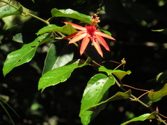 Passiflora quadriglandulosa