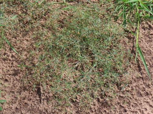 Hypertelis cerviana observed 2026-07-31