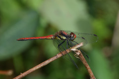 Sympetrum orientale