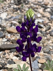 Lupinus flavoculatus