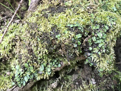 Targionia hypophylla