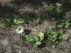 Wyethia helianthoides