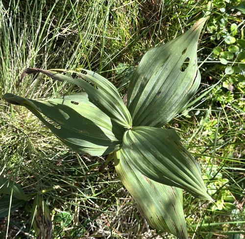 Veratrum album, photograph 4
