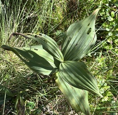 Veratrum album, photograph (c) E. A., some rights reserved (CC BY)