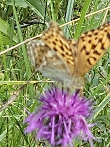 Silver-washed Fritillary