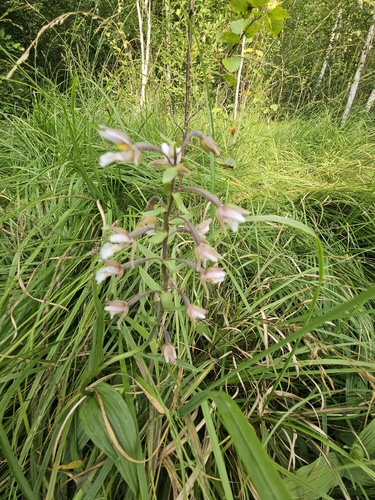 Marsh Helleborine