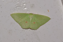 Tanaoctenia haliaria