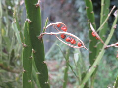 Carmichaelia williamsii