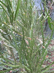 Carmichaelia williamsii