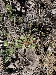 Claytonia rubra