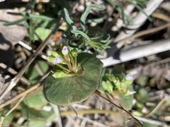 Claytonia rubra