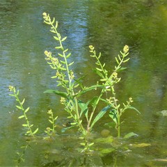 Rorippa sessiliflora