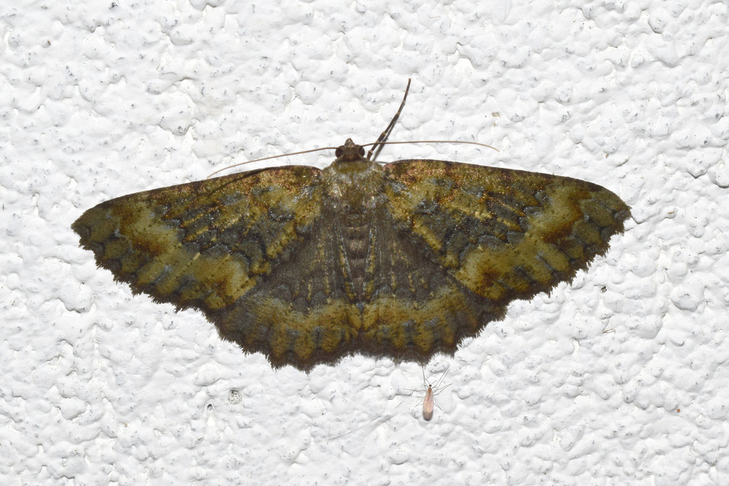 Hirasa muscosaria