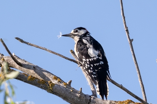 Great Spotted Woodpecker