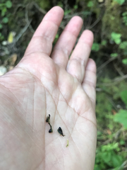 Targionia hypophylla