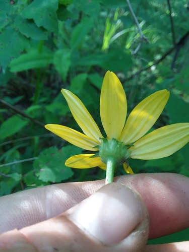 Image of Heliopsis gracilis by (c) Will McFarland, some rights reserved (CC BY)