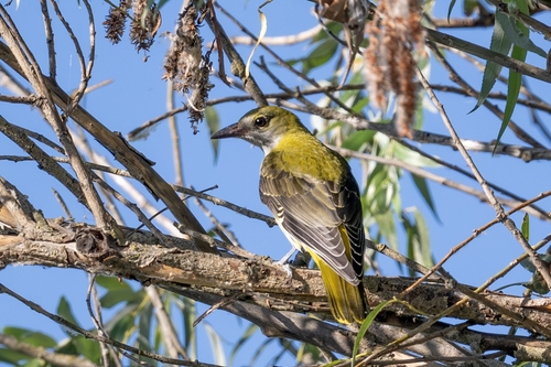 Eurasian Golden Oriole