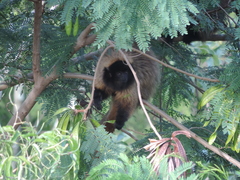 Callicebus personatus